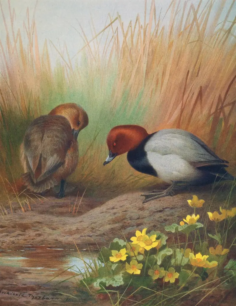 Tafelente von Archibald Thorburn