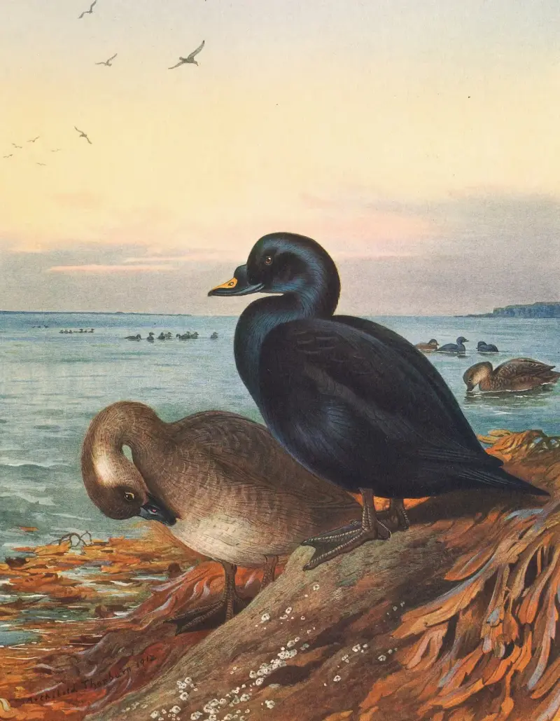 Common Scoter av Archibald Thorburn