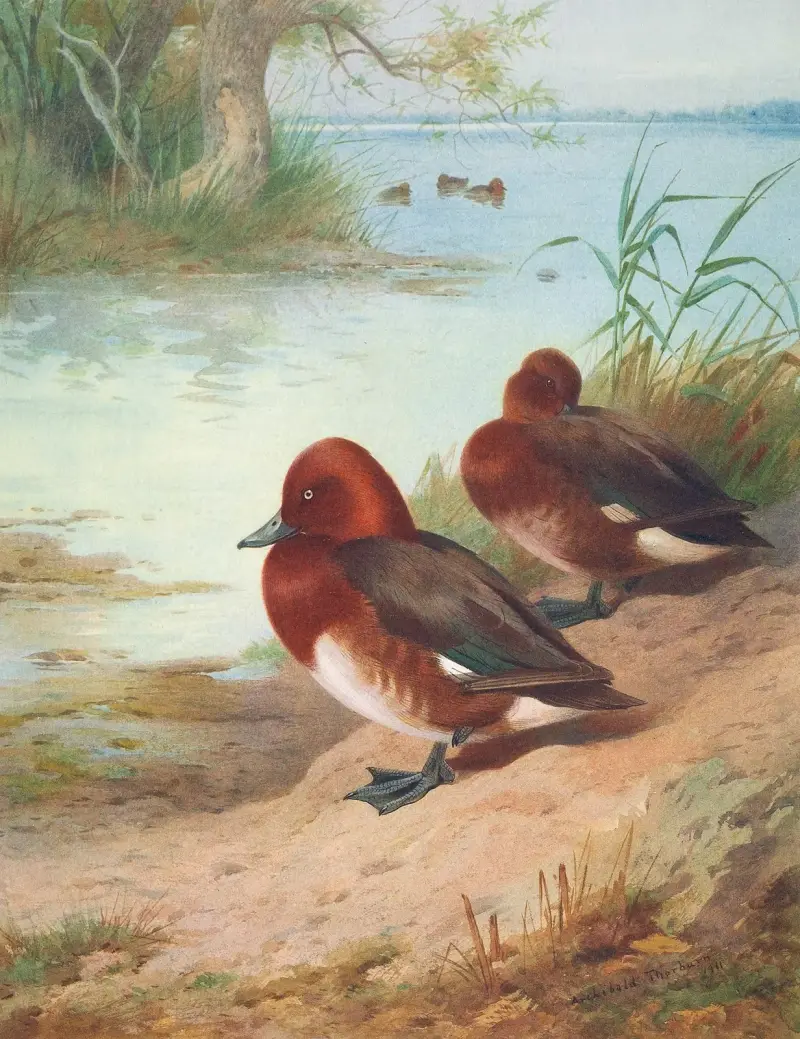 Moorente von Archibald Thorburn