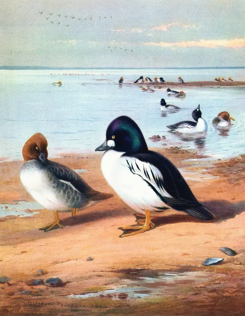 Golden-Eye av Archibald Thorburn