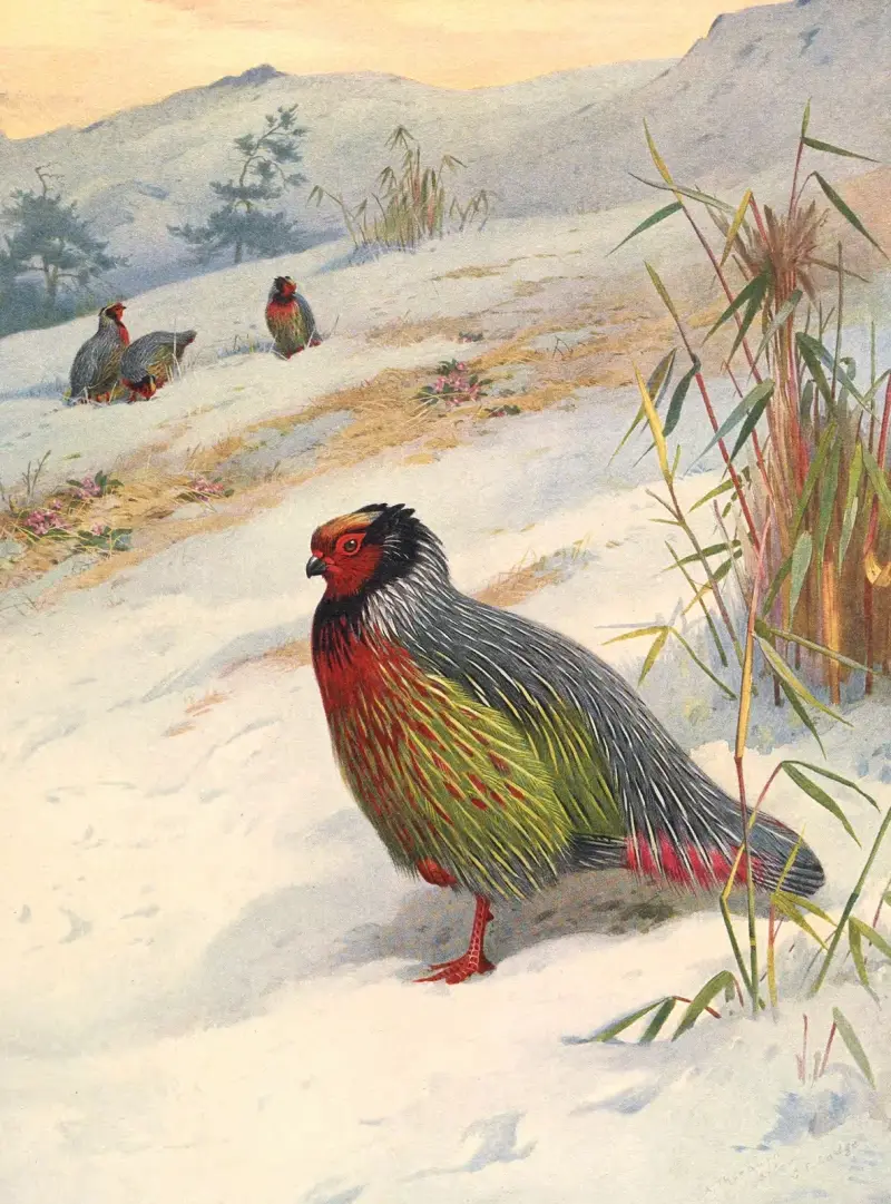 Kusers Blutfasan von Archibald Thorburn