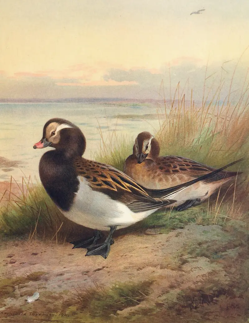 Long-Tailed Duck (Summer), 1913 – nr 2 av Archibald Thorburn