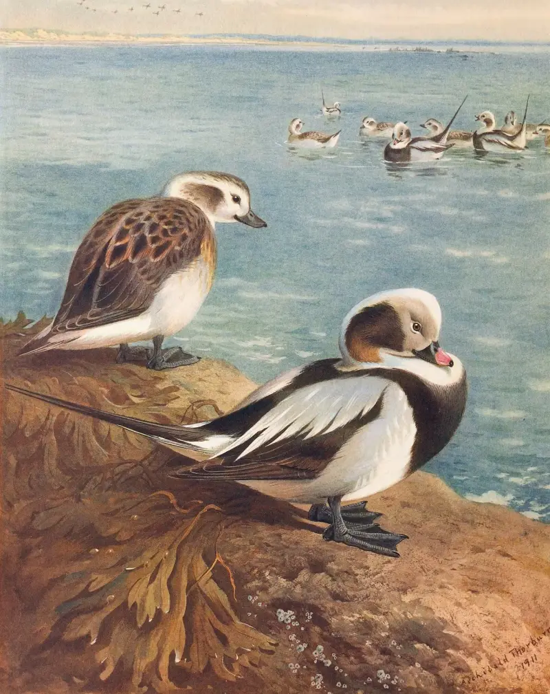 Long-Tailed Duck (Winter), 1913 – nr 1 av Archibald Thorburn