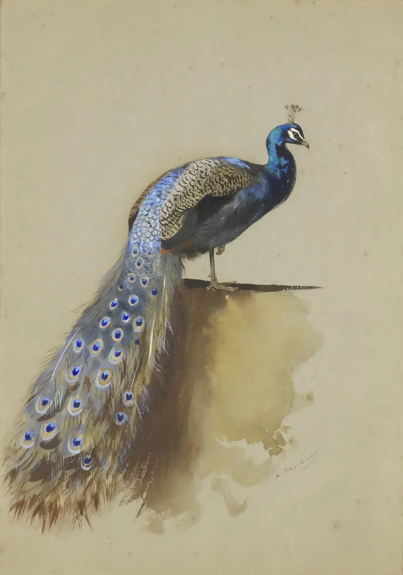 Paw, Archibald Thorburn