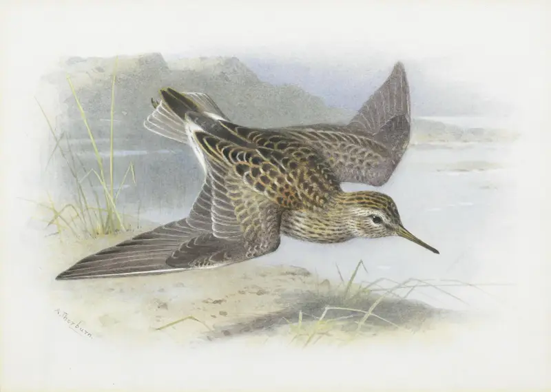 Pectoral Sandpiper av Archibald Thorburn