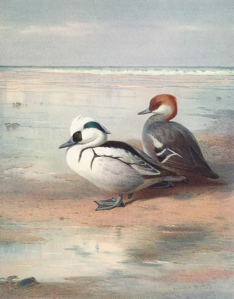 Smew av Archibald Thorburn