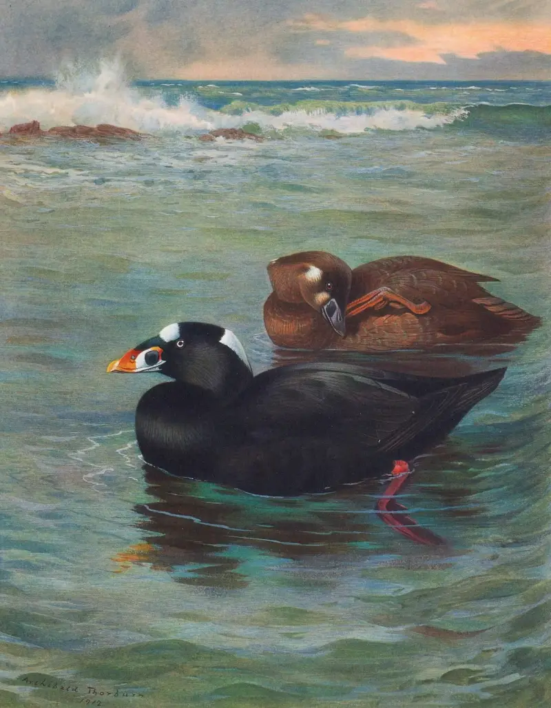 Wellenreiter von Archibald Thorburn