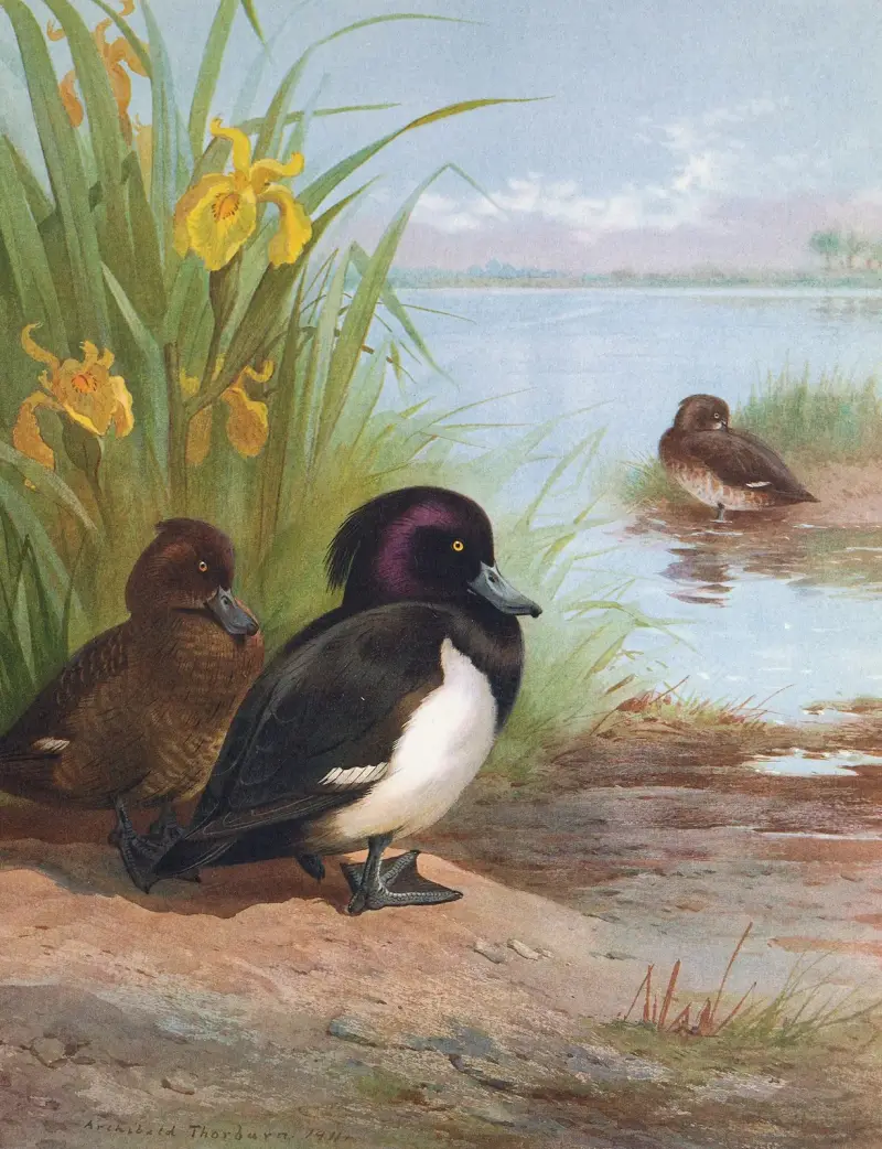 Czernica, Archibald Thorburn