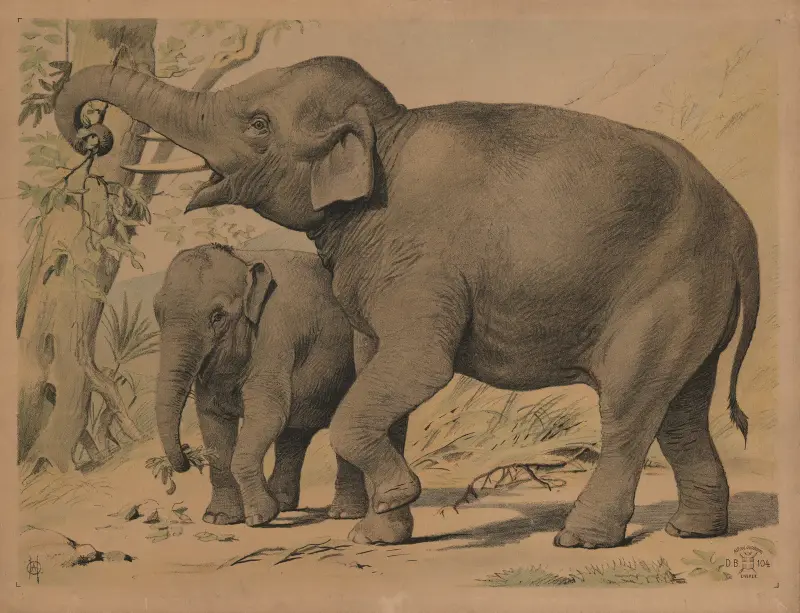 Elefant, Oluf August Hermansen