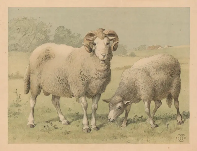Får av Oluf August Hermansen