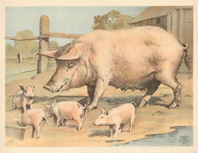 Gris av Oluf August Hermansen