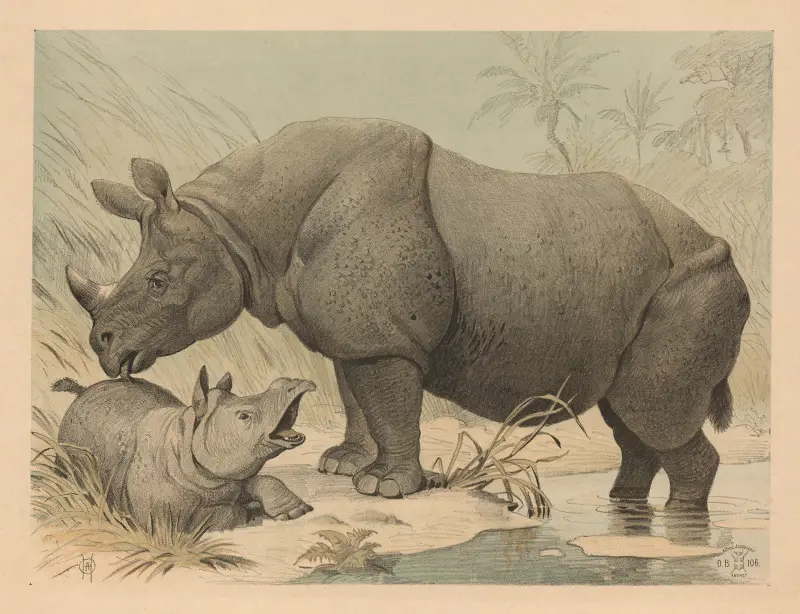 Nashorn von Oluf August Hermansen