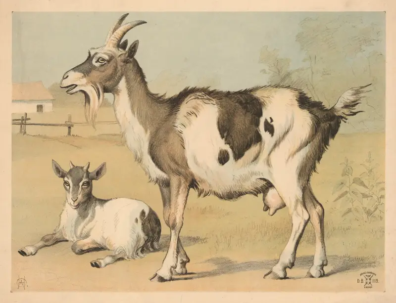 Tamged, 1892 – nr 2 av Oluf August Hermansen