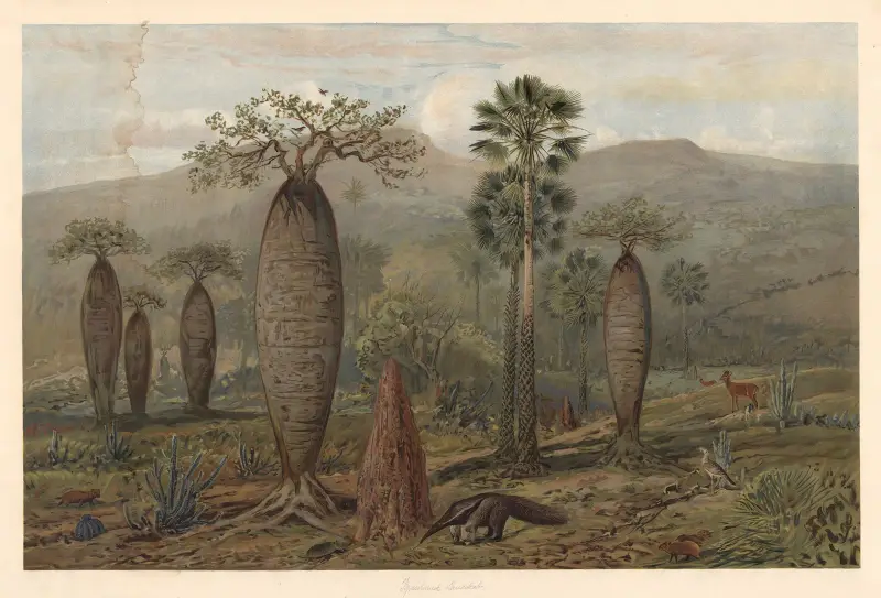Brazilian mountain landscape av August Specht