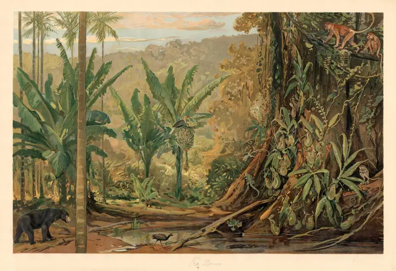 From Borneo av August Specht