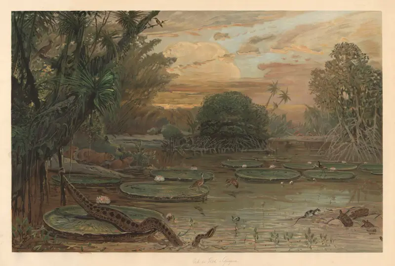 From Guyana av August Specht