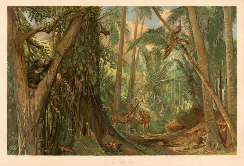 From the heart of Ceylon av August Specht
