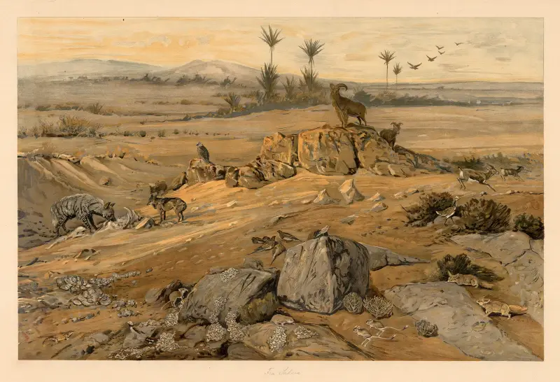 Aus der Sahara von August Specht