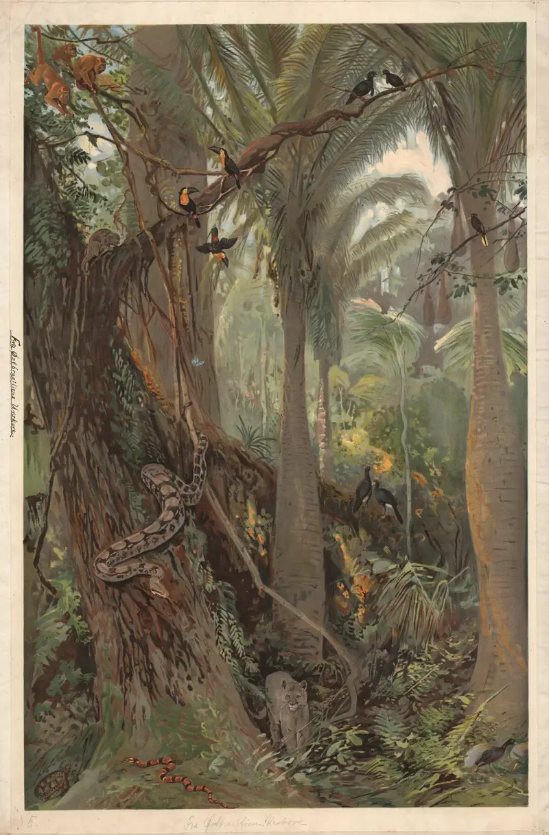 In an eastern Brazilian rainforest av August Specht