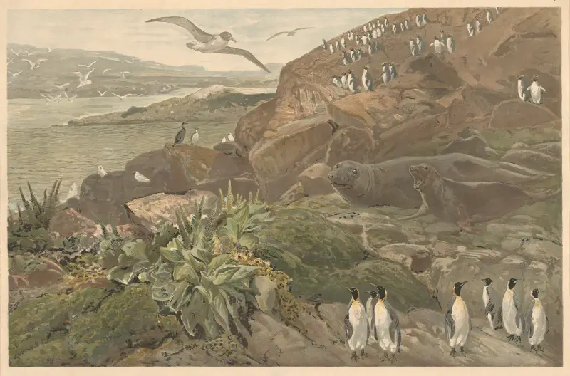 Auf Kerguelen (im Südlichen Ozean) von August Specht