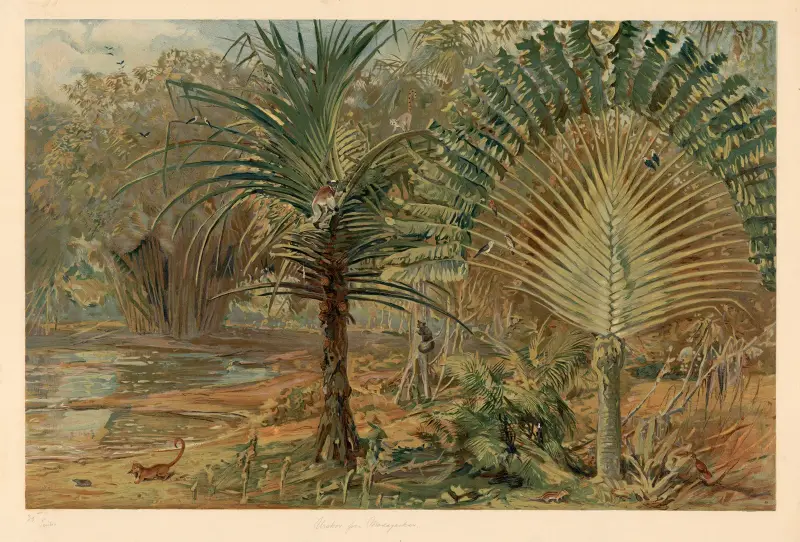 Primeval forest in Madagascar av August Specht