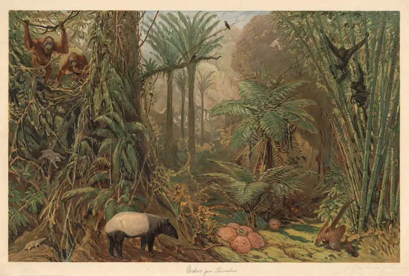 Primeval forest on Sumatra av August Specht