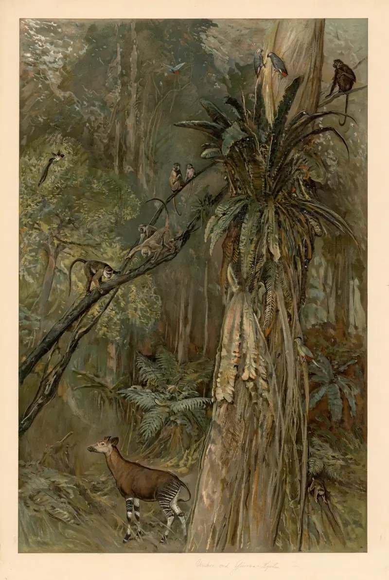 Prales na guinejském pobřeží, August Specht