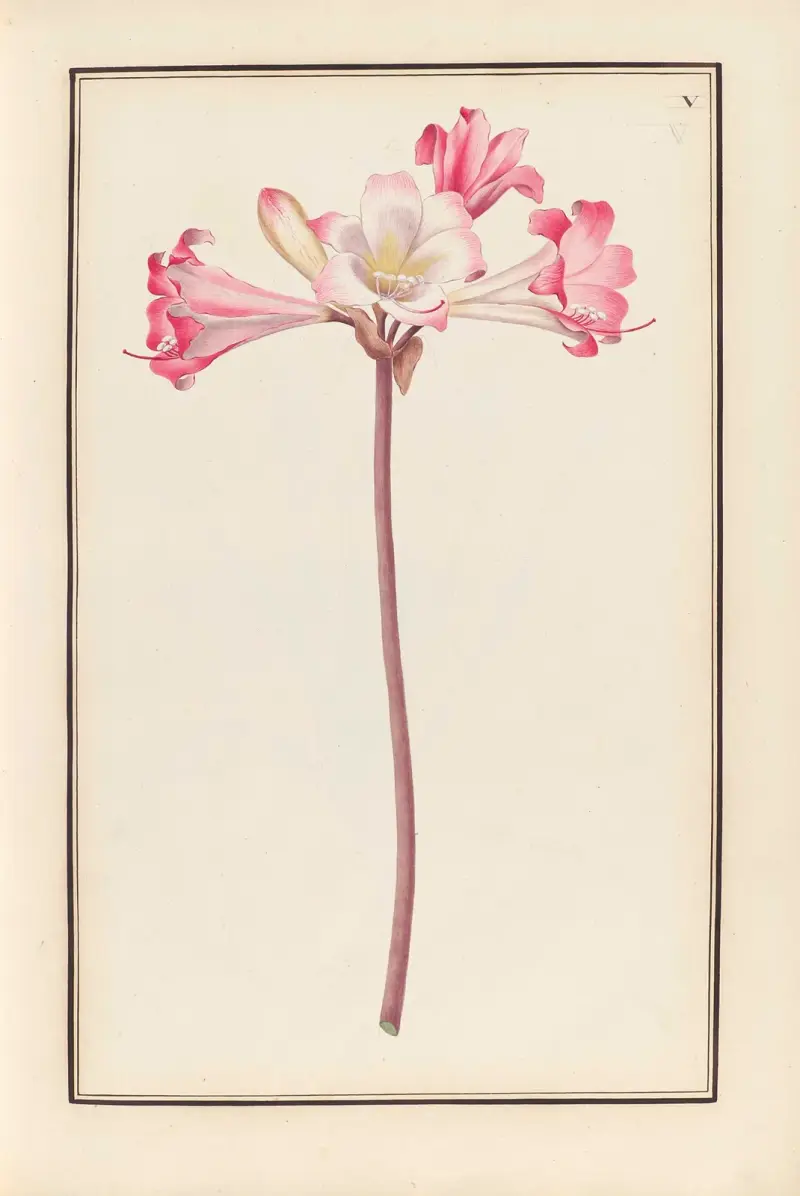 Stirpium imagines LXXV Pl.05 av Baldassare Cattrani