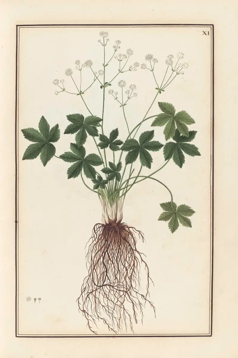 Stirpium imagines LXXV Pl.11 av Baldassare Cattrani