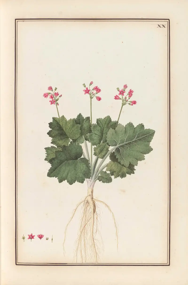Stirpium imagines LXXV Pl.20 av Baldassare Cattrani