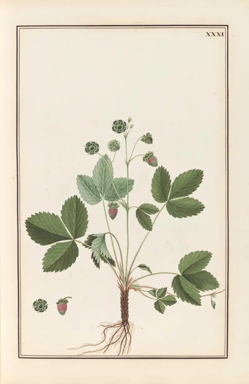 Stirpium imagines LXXV Pl.31 av Baldassare Cattrani
