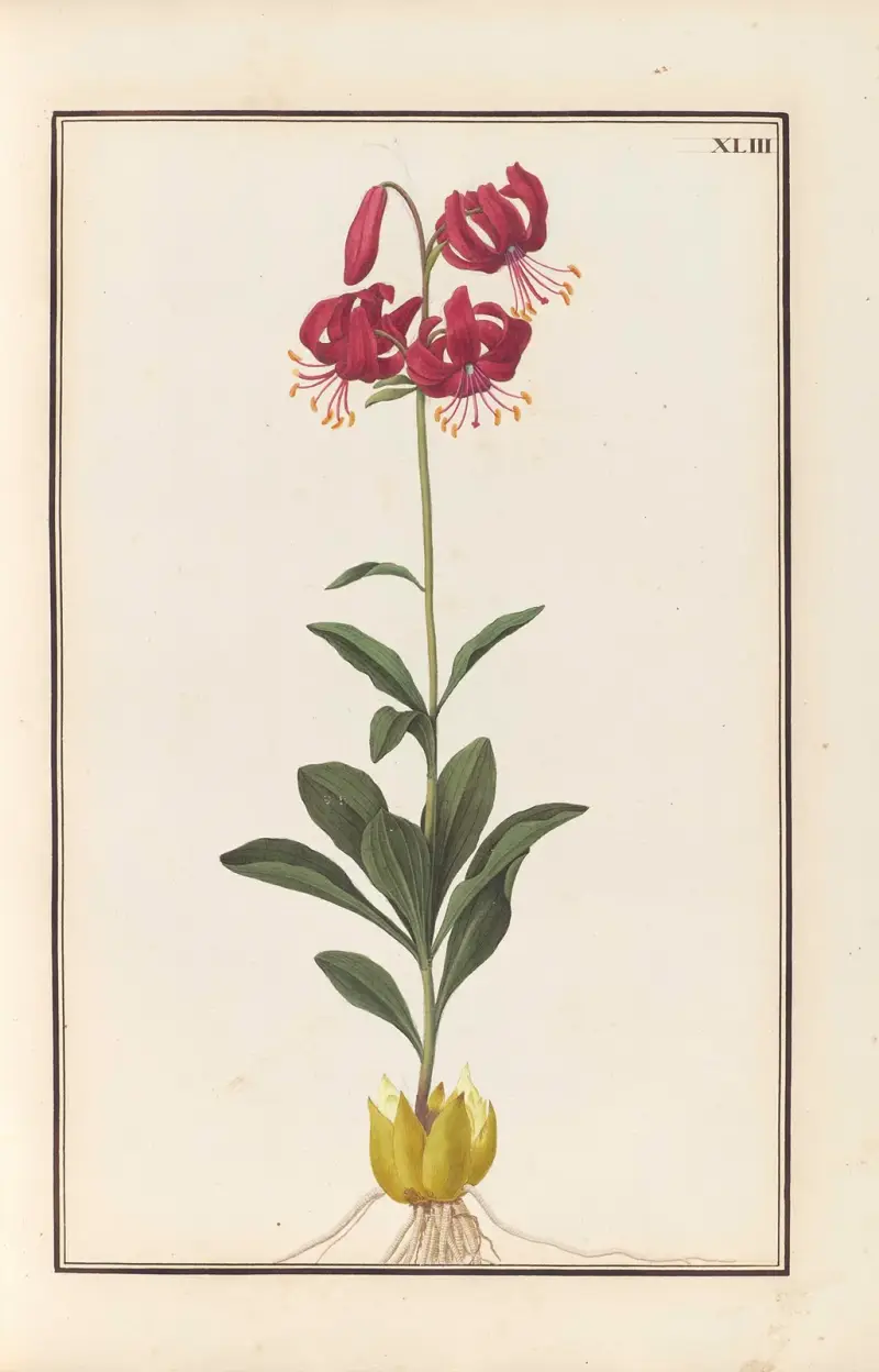 Stirpium imagines LXXV Pl.43 av Baldassare Cattrani