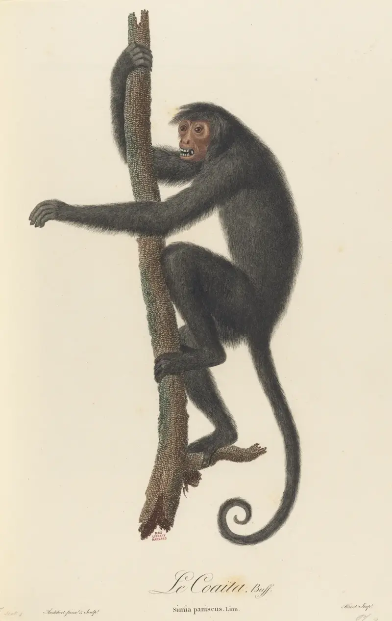 Le Coaita, Jean-Baptiste Audebert