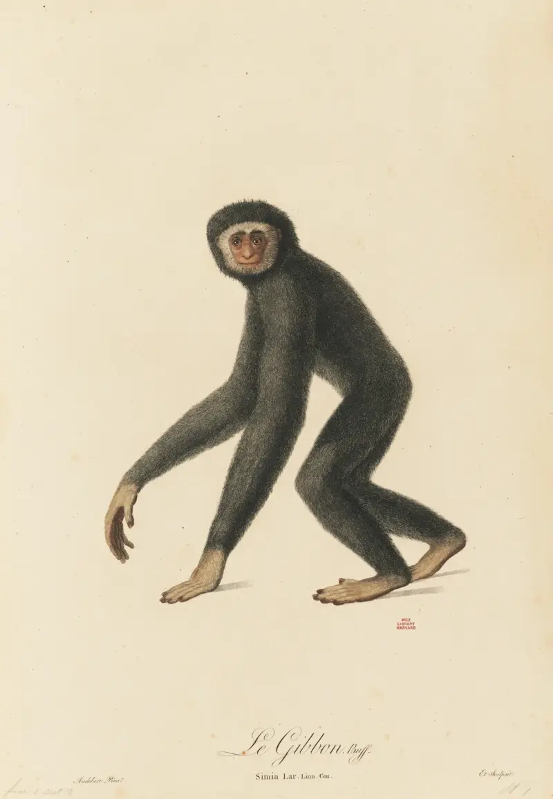 Gibbon, Jean-Baptiste Audebert