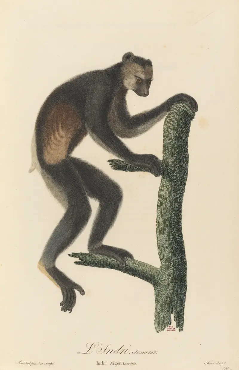 Indri, Jean-Baptiste Audebert