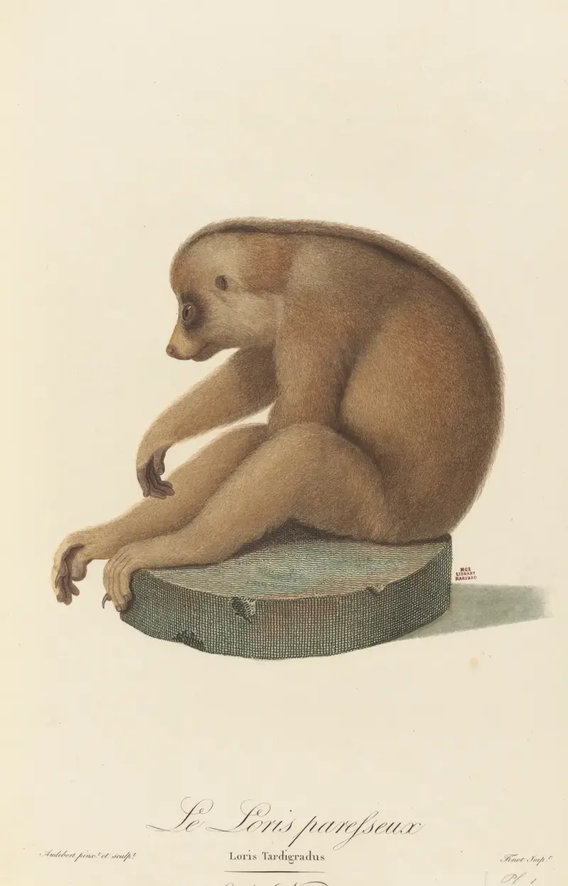 Lenivý lori, Jean-Baptiste Audebert