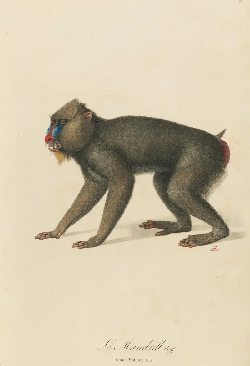 Mandrillus, Jean-Baptiste Audebert