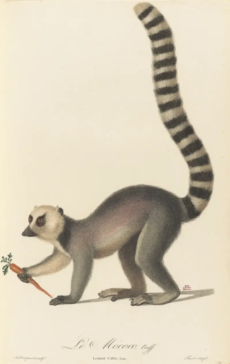 Le Mococo, Jean-Baptiste Audebert