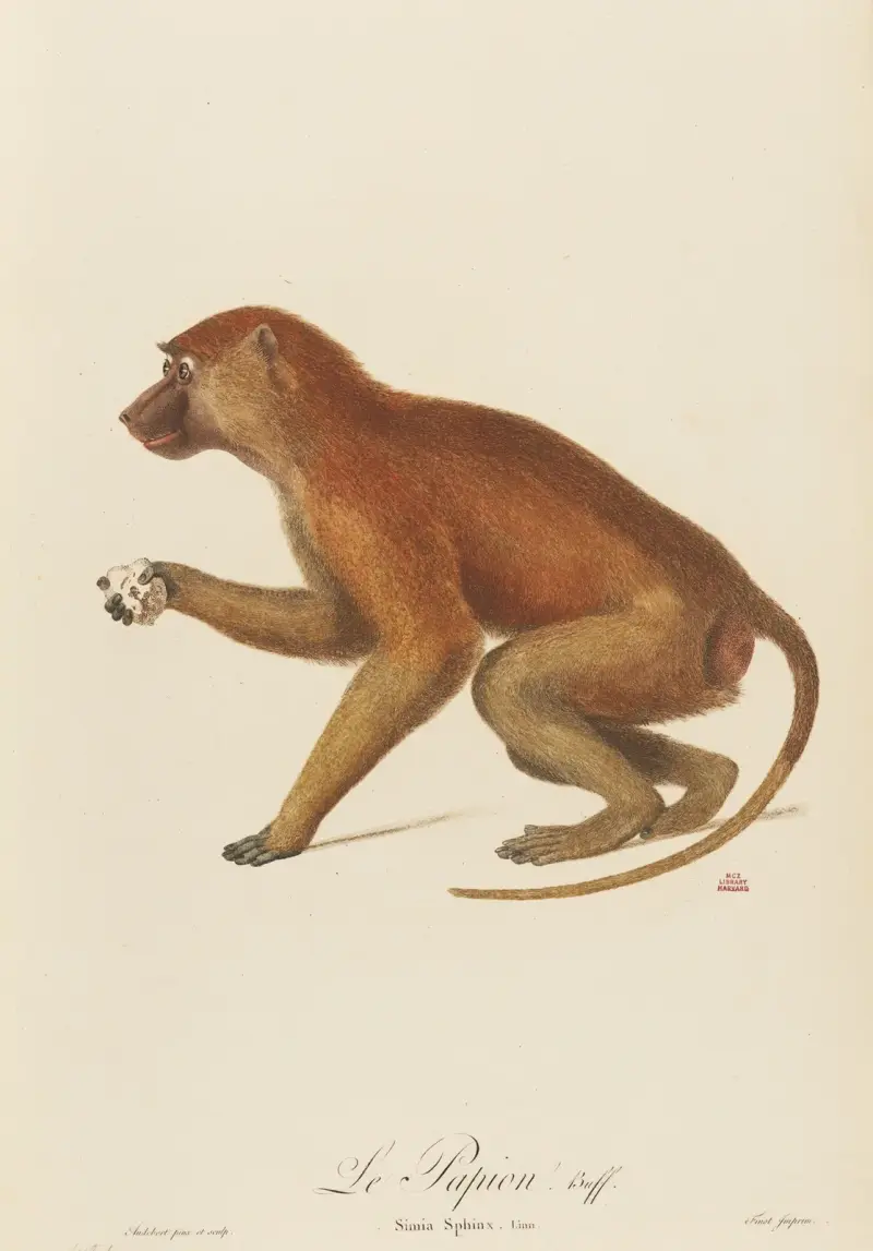 Le Papion, Jean-Baptiste Audebert
