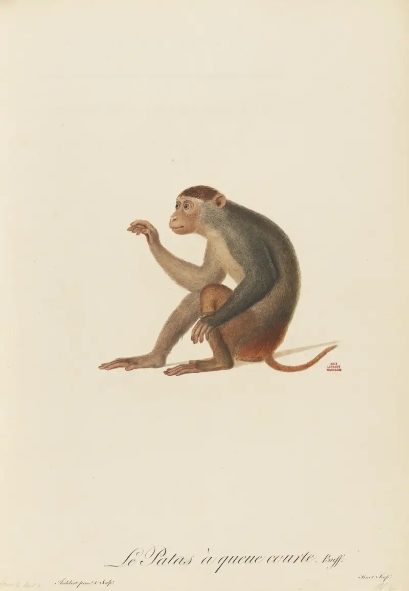 Le Patas à queue courte, Jean-Baptiste Audebert