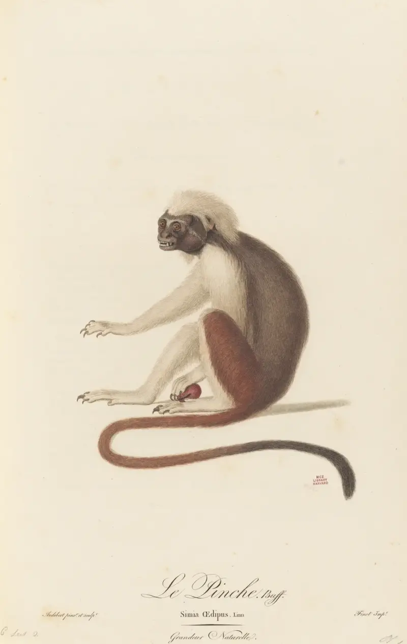 Le Pinche, Jean-Baptiste Audebert