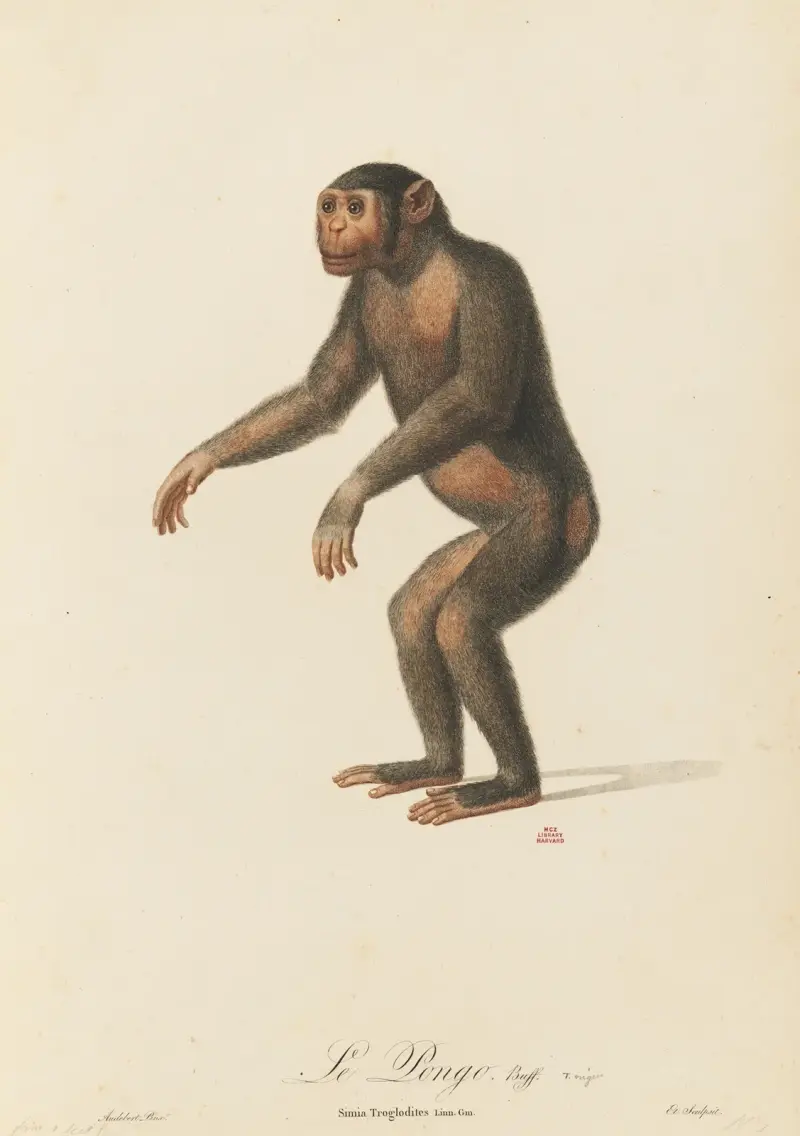 Le Pongo, Jean-Baptiste Audebert