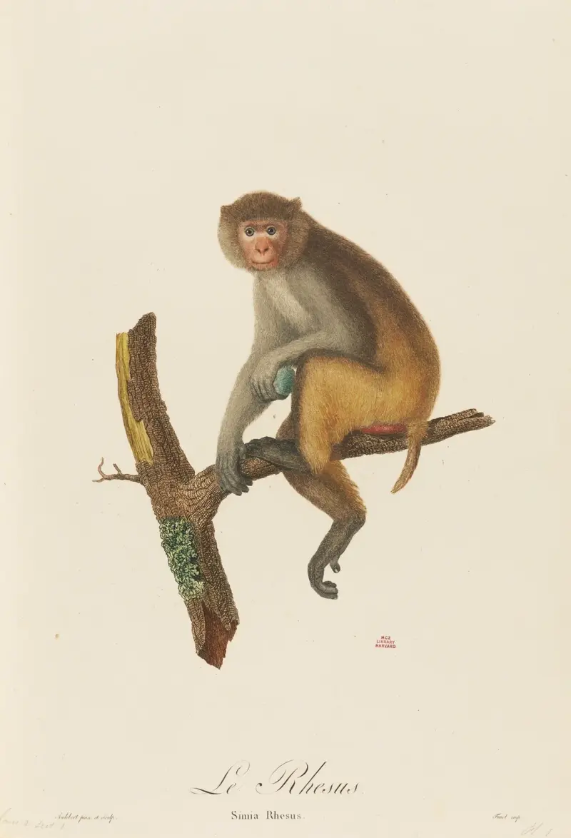 Rezus, Jean-Baptiste Audebert