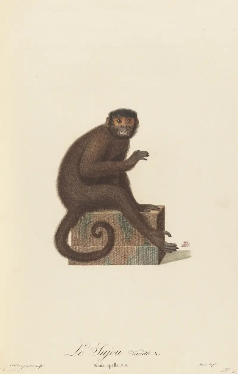 Le Sajou variété a, Jean-Baptiste Audebert