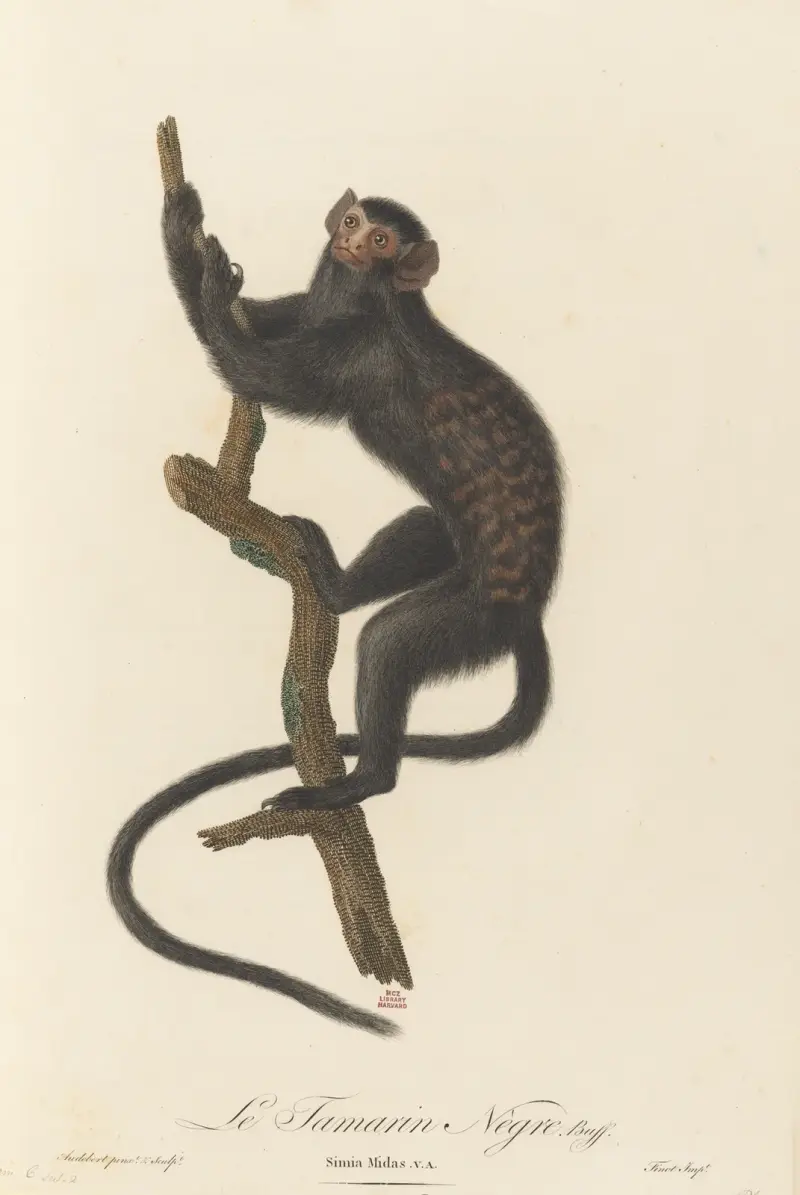 Le Tamarin Negre, Jean-Baptiste Audebert