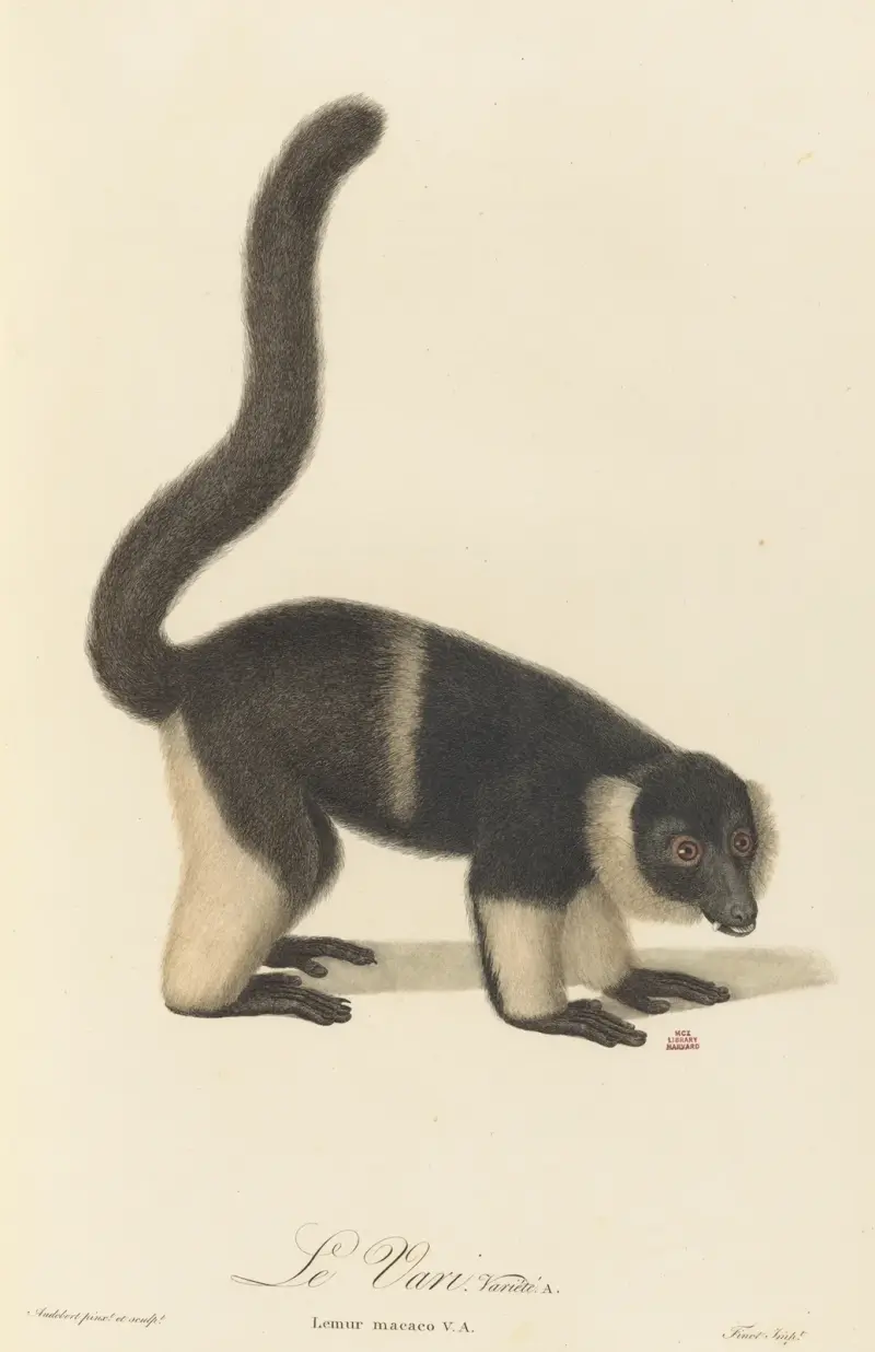 Le Vari variété a, Jean-Baptiste Audebert