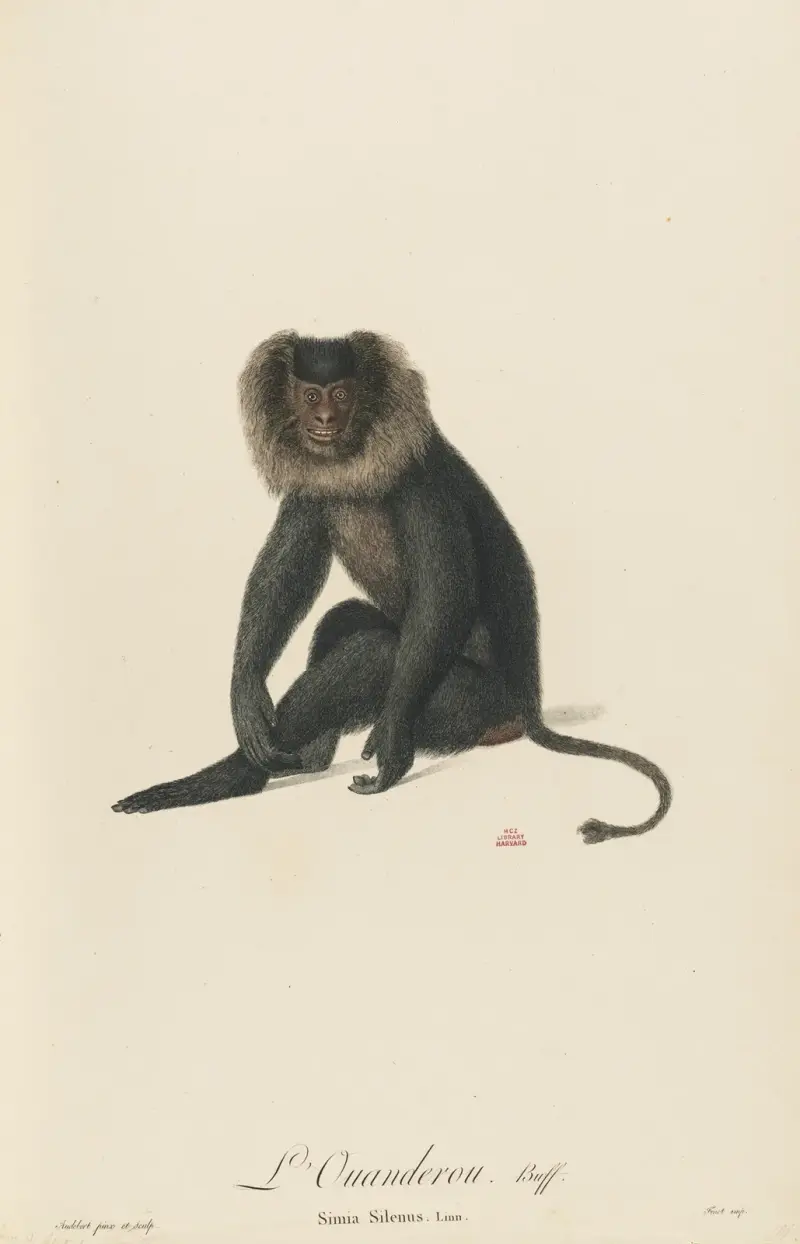 L’Ouanderou, Jean-Baptiste Audebert