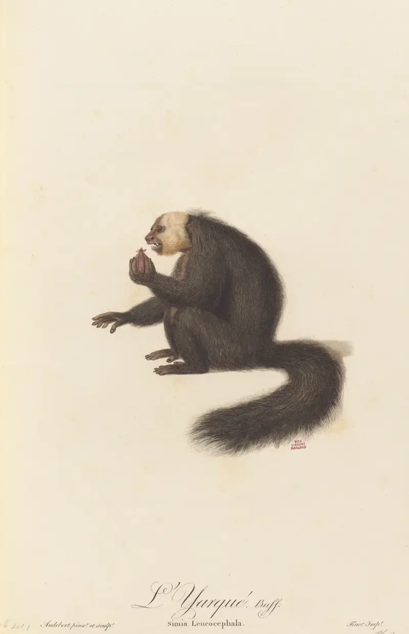 Yarqué, Jean-Baptiste Audebert