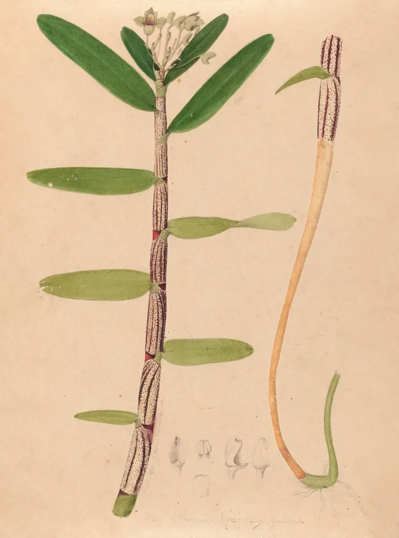 Brasilianska orkidéer, plansch 1 av João Barbosa Rodrigues