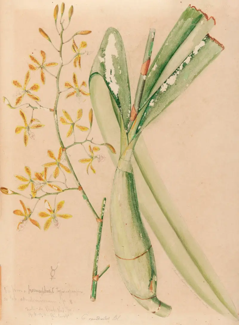 Iconographie des orchidées du Brésil, Pl. 05 von João Barbosa Rodrigues